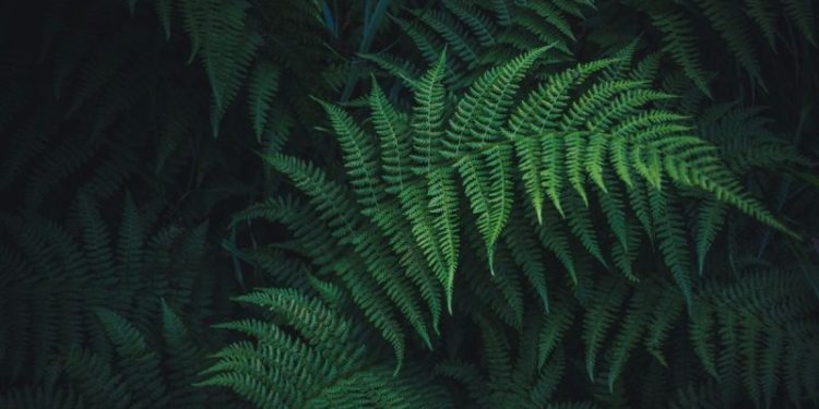 Living Plants Offer New Path to Rare Earths Supply, Study Shows